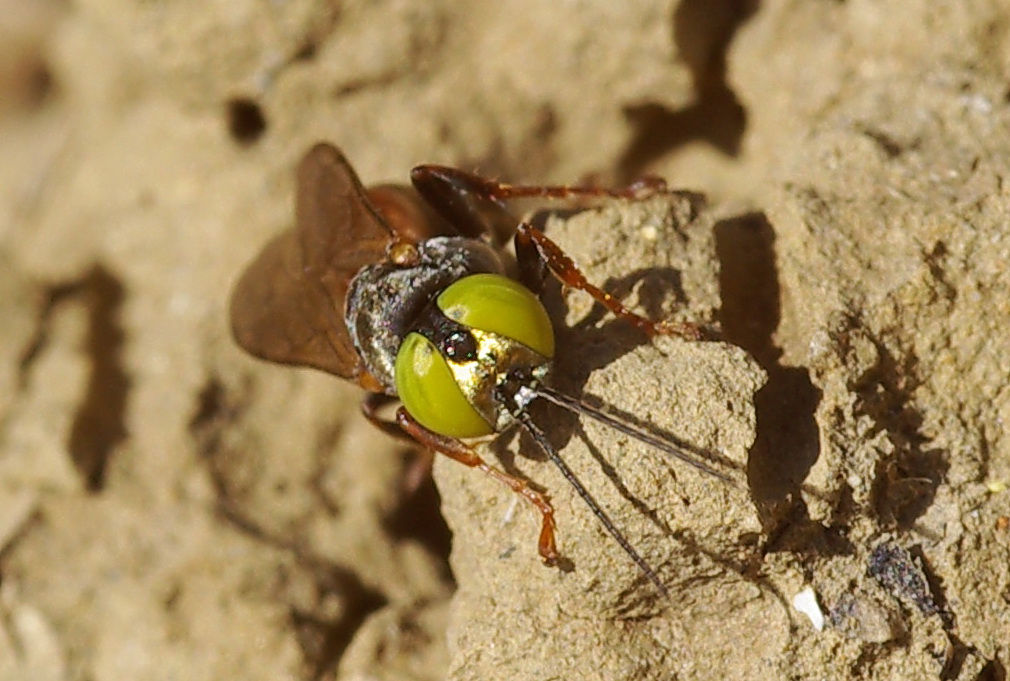 Imenottero occhi verdi: Tahysphex sp. (Crabronidae)