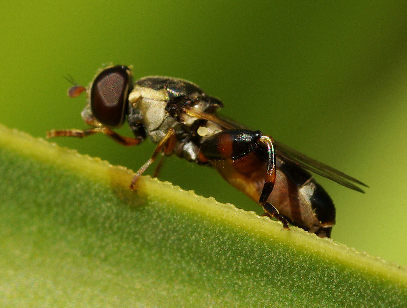 Syritta pipiens (Syrphidae).