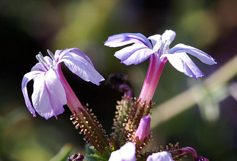 Fiori autunnali