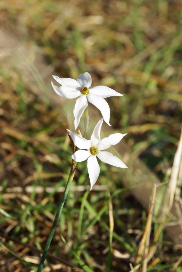 Narcissus serotinus / Narciso autunnale