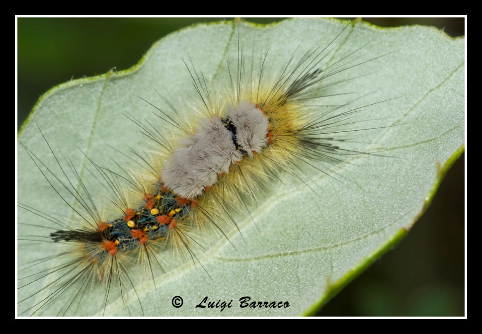 Bruco di Lymantriidae: Orgyia