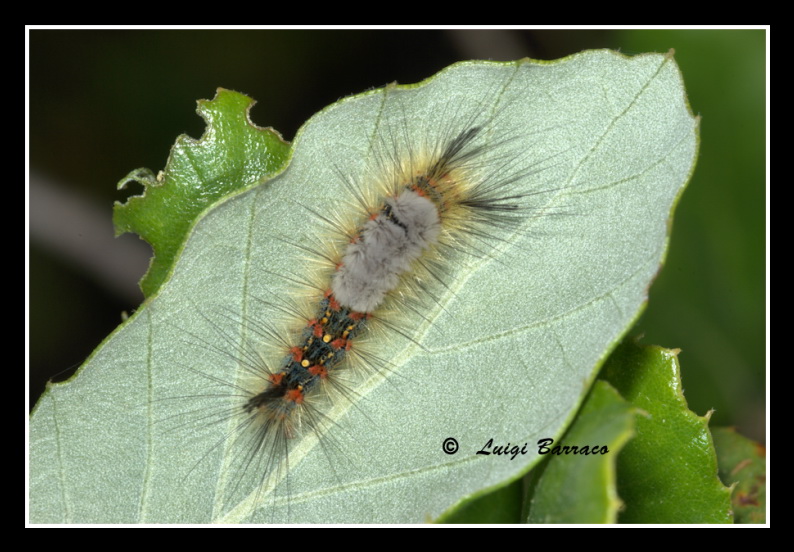 Bruco di Lymantriidae: Orgyia