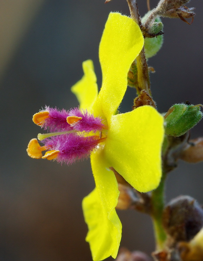 Verbascum sp