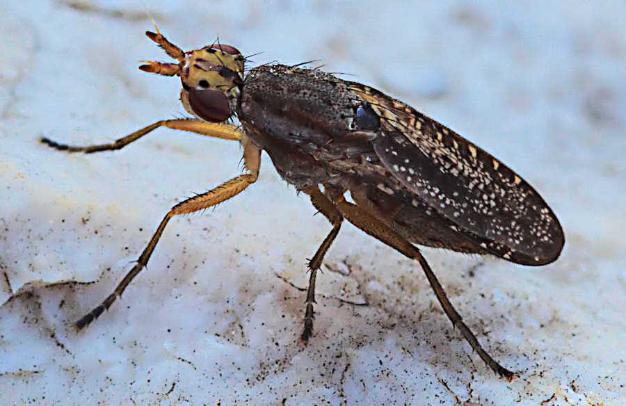 Sciomyzidae:Euthycera?