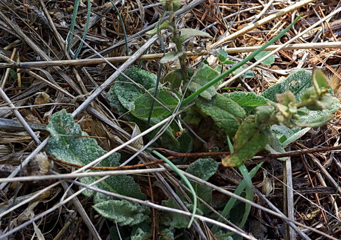 Verbascum sp