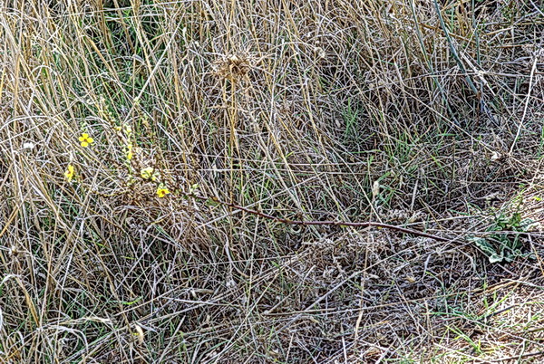 Verbascum sp