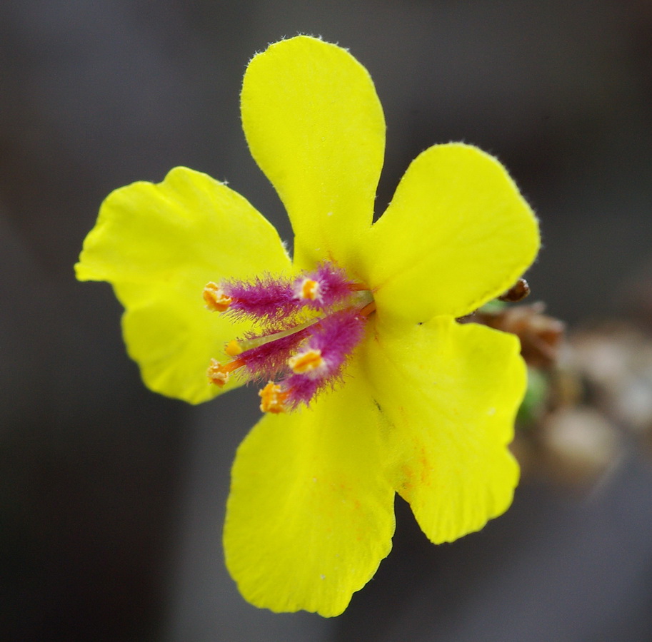 Verbascum sp