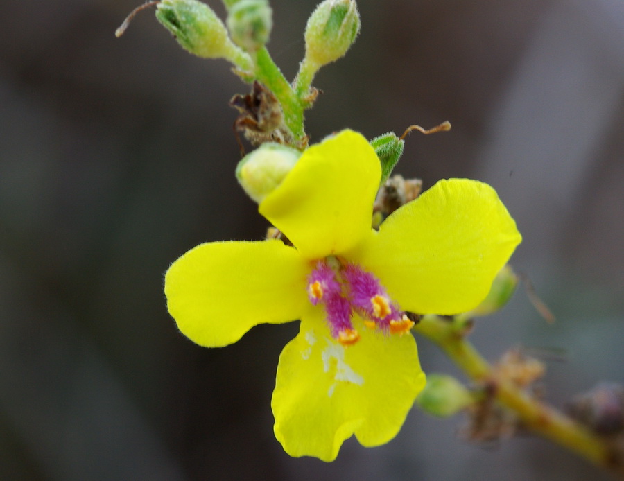 Verbascum sp