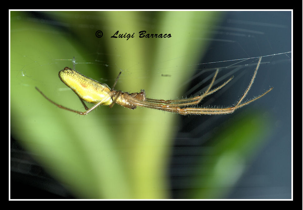 Tetragnatha