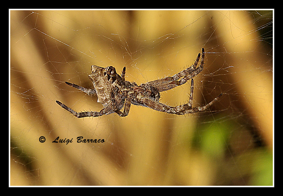 Sapiente architetto: Cyrtophora citricola