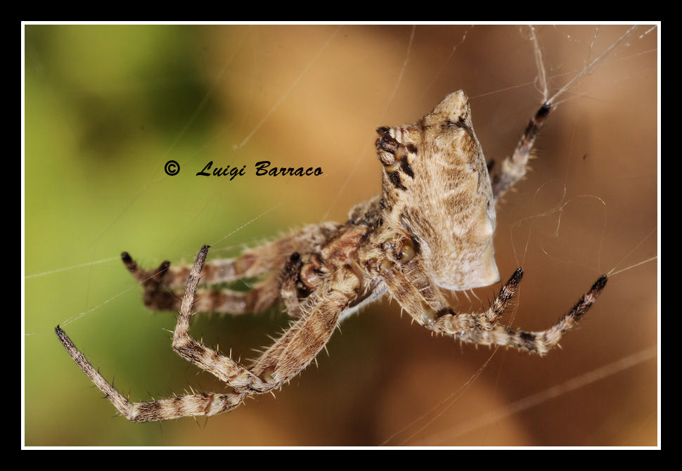 Sapiente architetto: Cyrtophora citricola