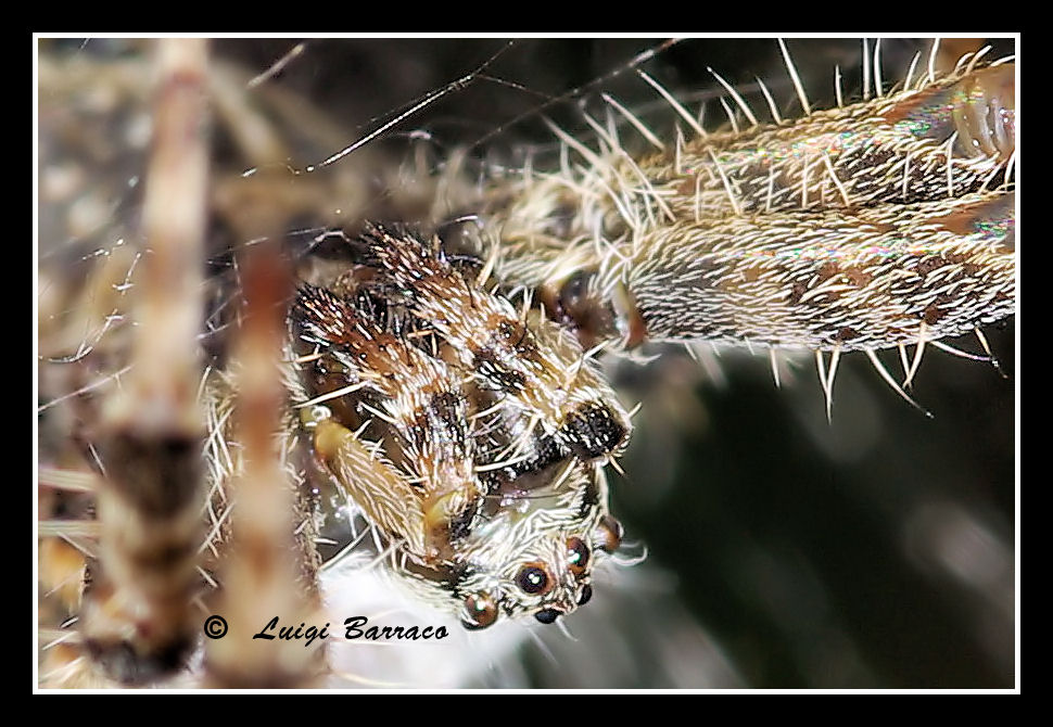 Sapiente architetto: Cyrtophora citricola