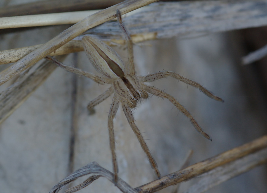 Micrommata sp.