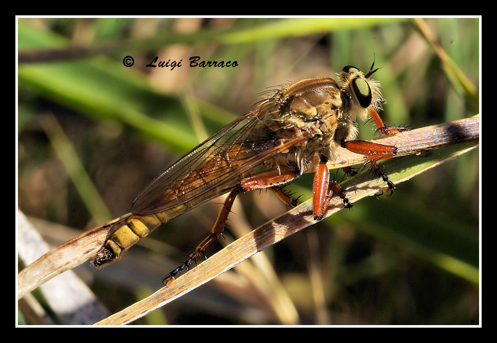 Brutto anatroccolo