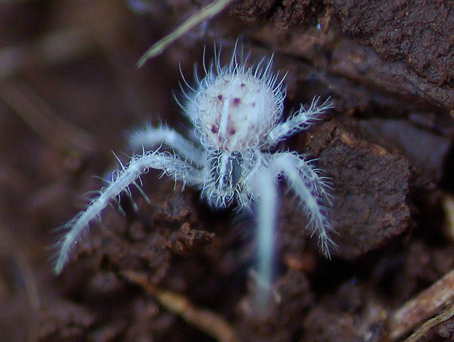 Heriaeus sp.