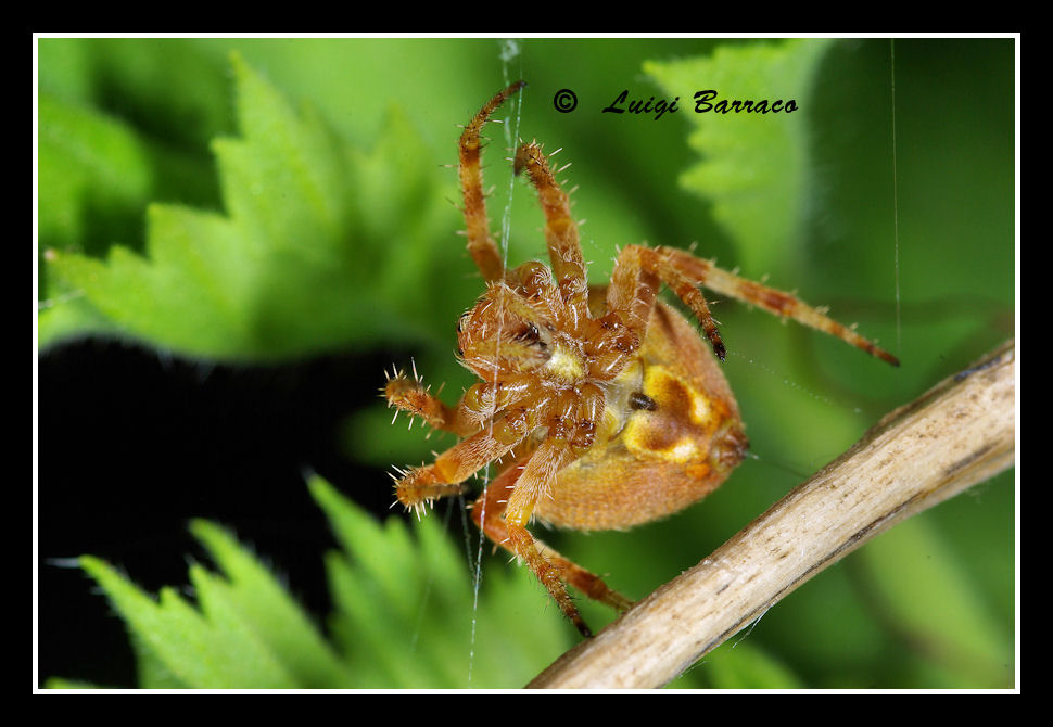 Araneus sp.