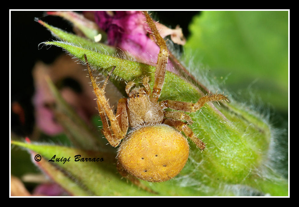 Araneus sp.