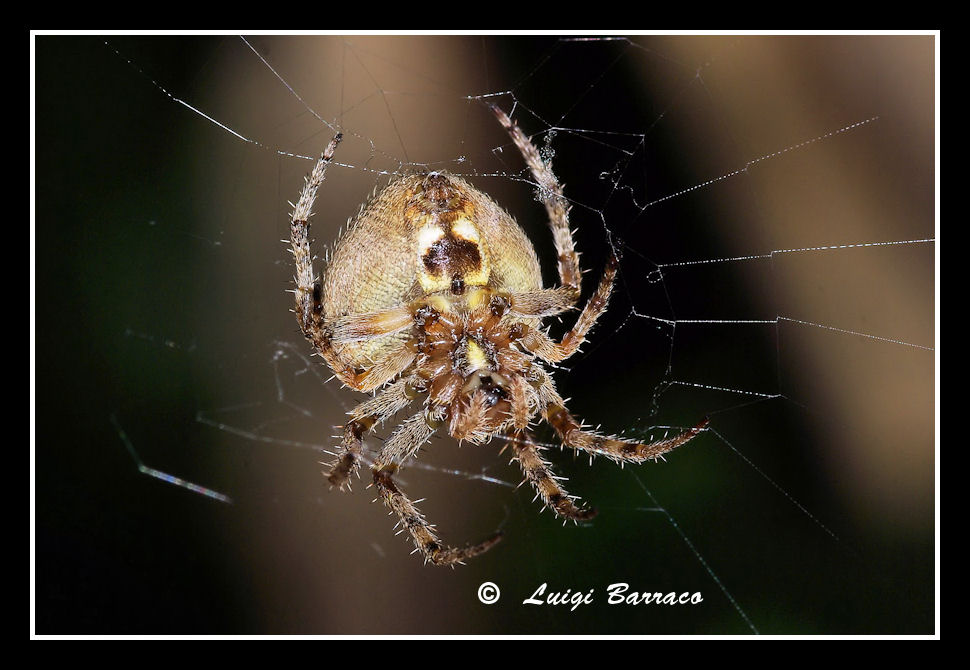 Araneus sp.