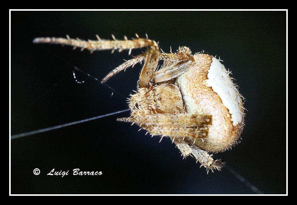 Araneus sp.