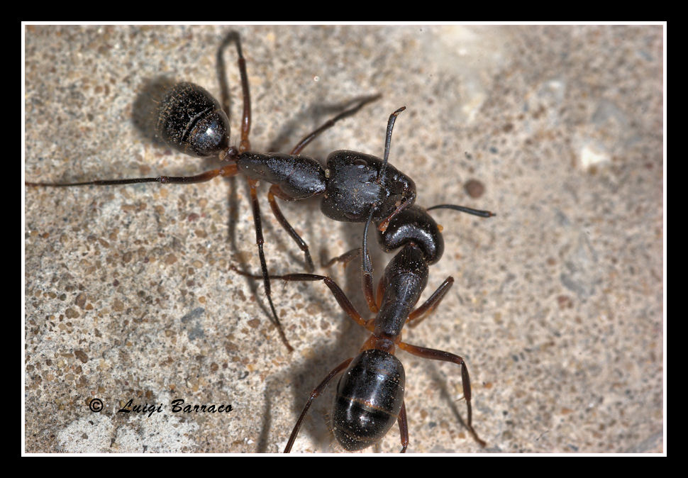 Lotta fratricida tra Camponotus barbaricus