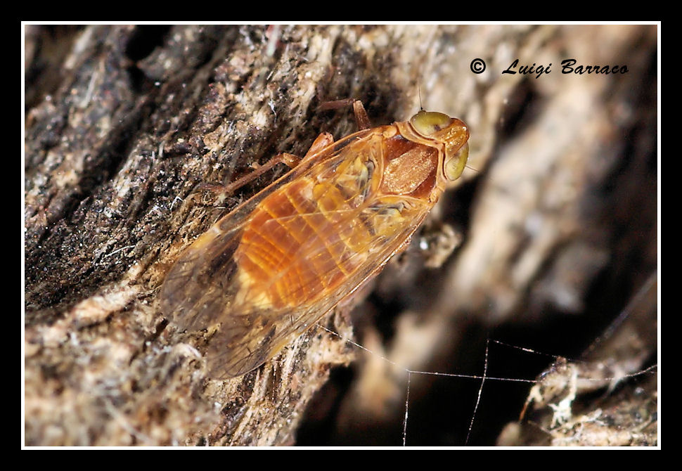 Miniatura di cicala - [ Cixiidae sp.]