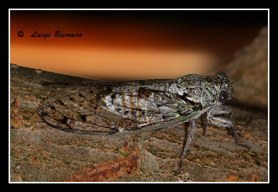 Cicala: Cicada orni