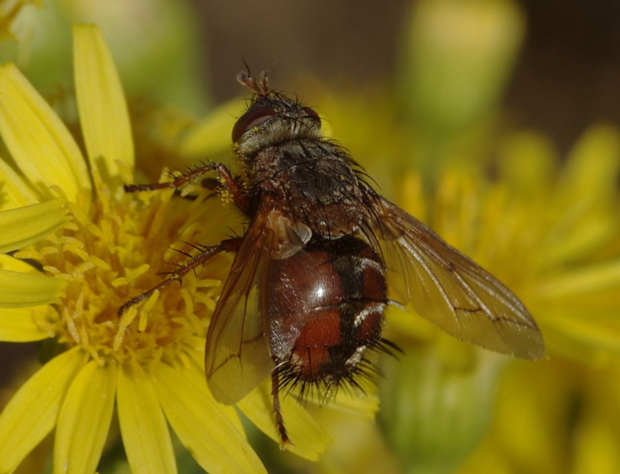 Tachinidae che rompicapo