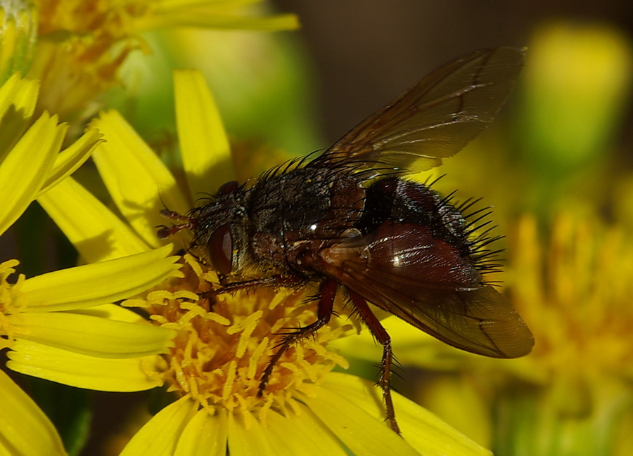 Tachinidae che rompicapo