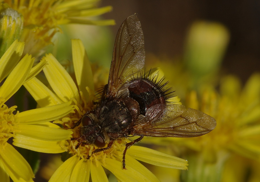 Tachinidae che rompicapo