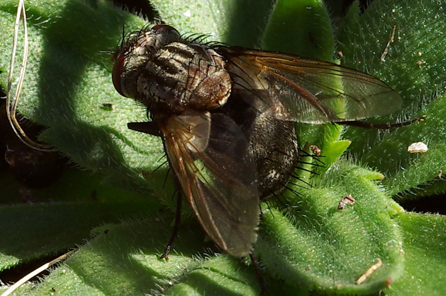 Altro tachinidae