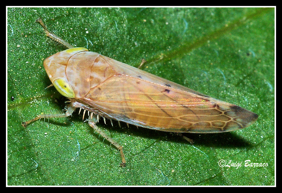 Cicadella - Synophropsis lauri dalla Sicilia