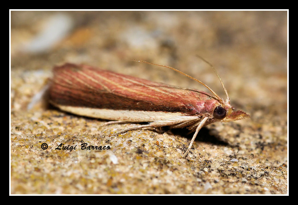 Lepidottero con rostro