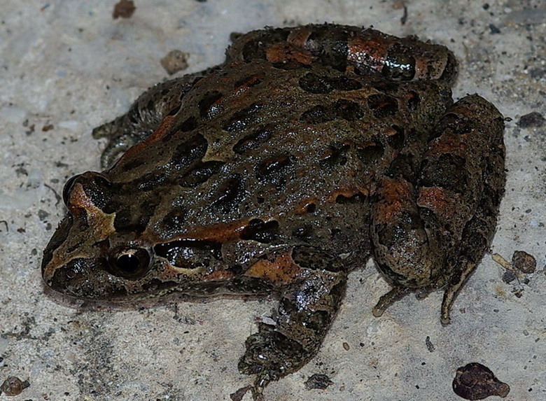 Discoglossus pictus