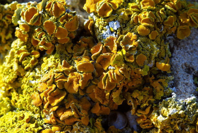 Xanthoria parietina?