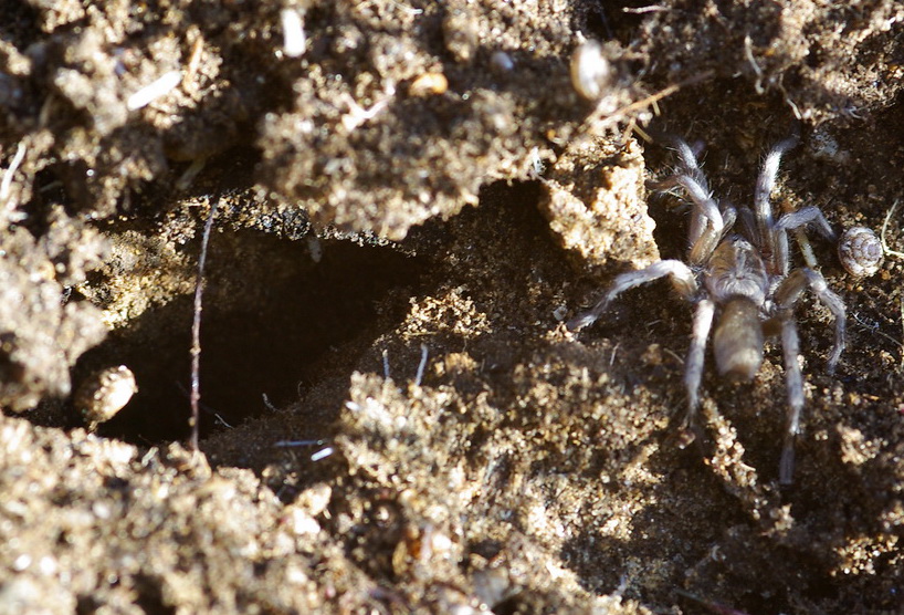habitat Ischnocolus triangulifer