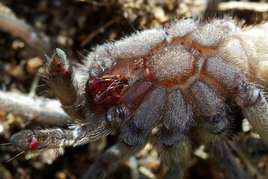 Ischnocolus triangulifer: femmina o giovane maschio?