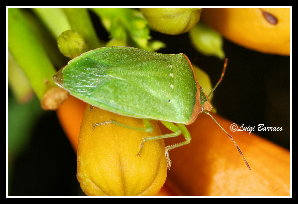 Nezara viridula f. torquata