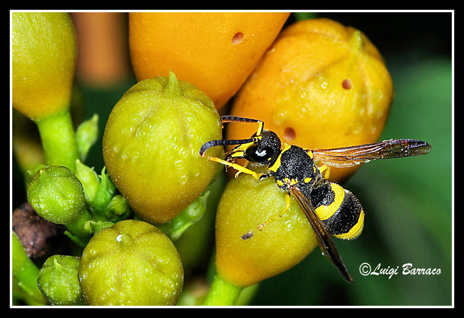 Vespidae Eumeninae e fiori