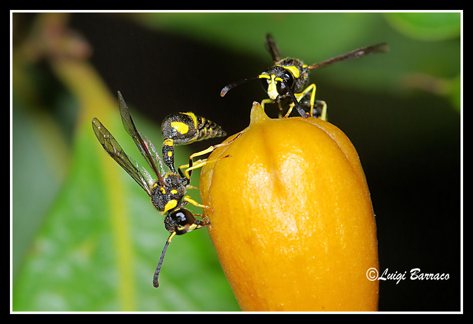 Vespidae Eumeninae e fiori