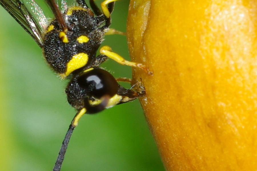 Vespidae Eumeninae e fiori