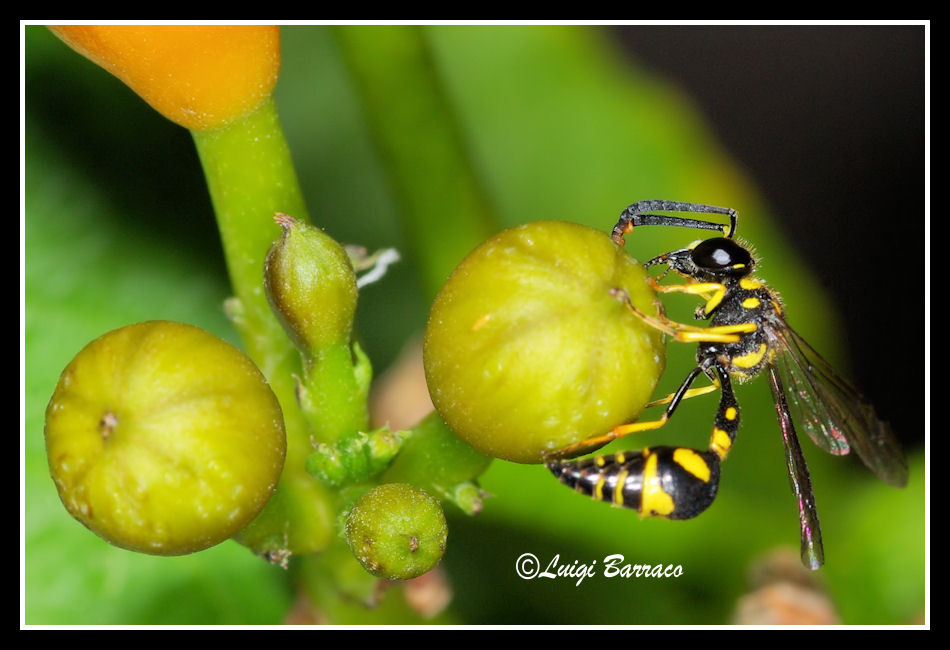 Vespidae Eumeninae e fiori