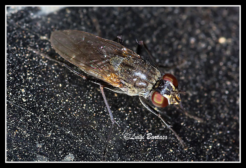 Lispe cf. flavicincta (Muscidae)