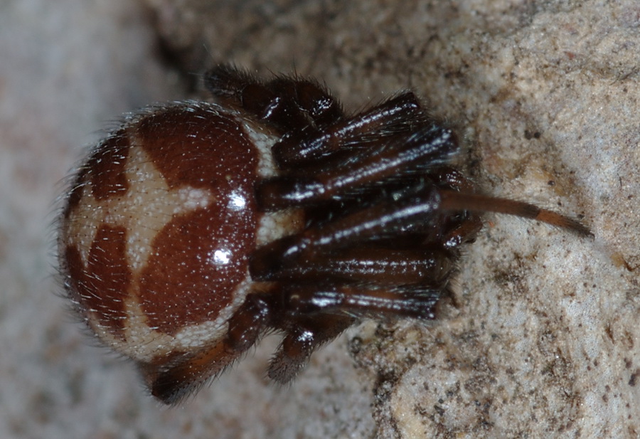 Steatoda paykulliana