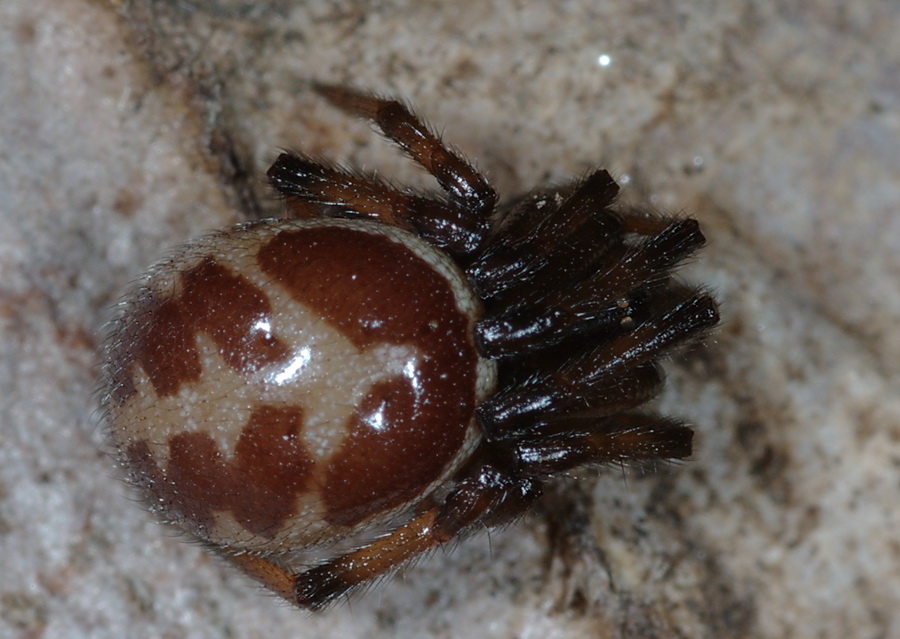 Steatoda paykulliana