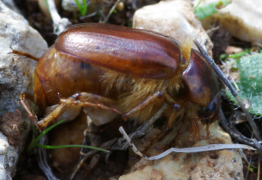 Geotrogus euphytus (Melolonthidae)