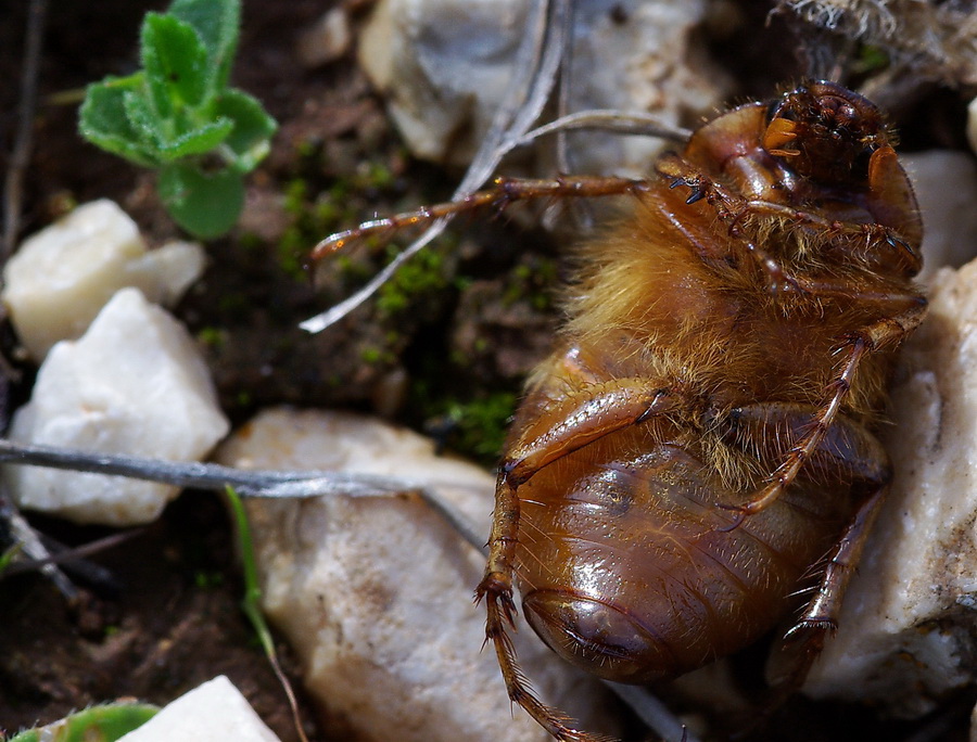 Geotrogus euphytus (Melolonthidae)