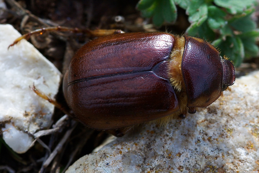 Geotrogus euphytus (Melolonthidae)