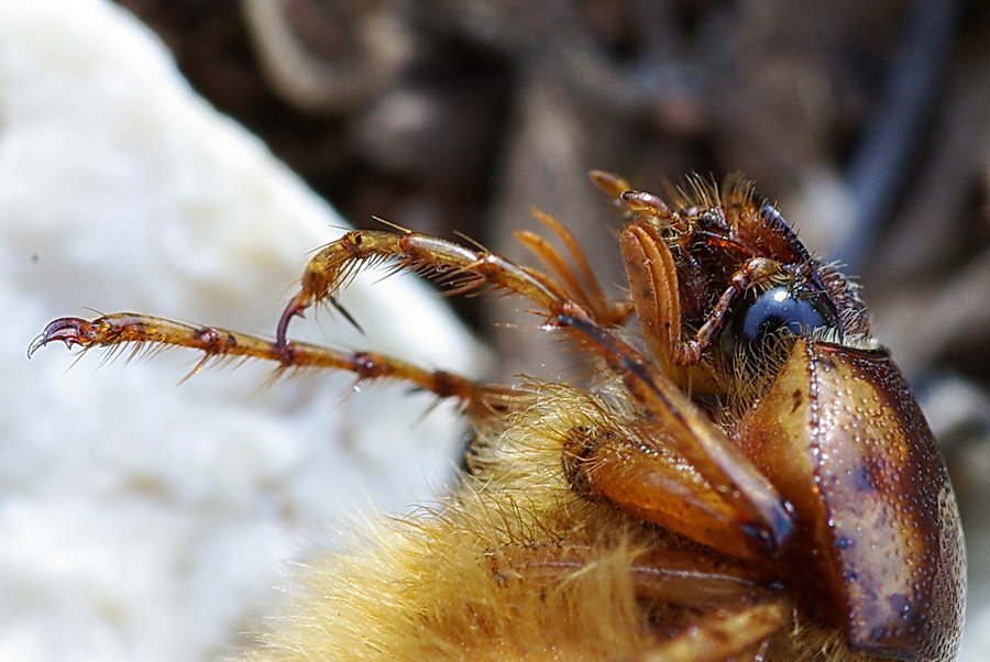 Geotrogus euphytus (Melolonthidae)