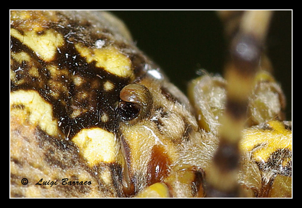 Coppia Argiope lobata