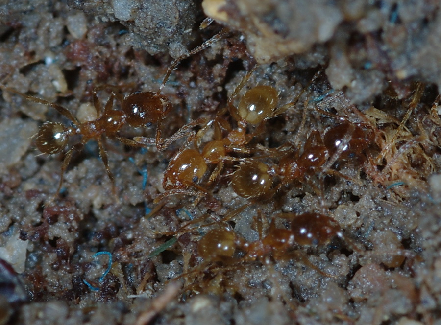 Pheidole